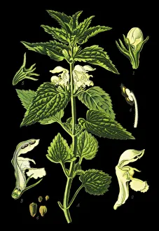 Images Dated 15th April 2019: white nettle, white dead-nettle, nettle