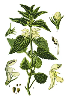 Images Dated 15th April 2019: white nettle, white dead-nettle, nettle