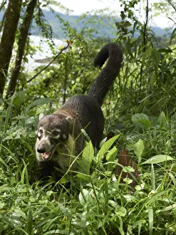 Images Dated 4th November 2012: White-nosed coati -Nasua narica- -Nasua narica-, Guanacaste Province, Costa Rica, Central America