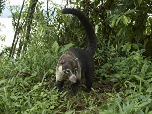 Images Dated 4th November 2012: White-nosed coati -Nasua narica- -Nasua narica-, Guanacaste Province, Costa Rica, Central America