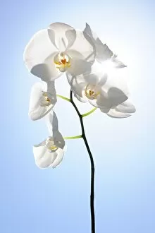 White Orchid plant in the sunlight