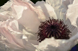 White Oriental Poppy -Papaver orientale hybrid-, detail of a flower, Bavaria, Germany