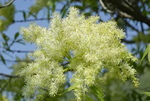 Oleaceae Prints: White panicles of a Manna Ash or South European Flowering Ash -Fraxinus ornus-