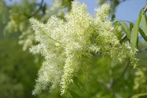 Oleaceae Prints: White panicles of a Manna Ash or South European Flowering Ash -Fraxinus ornus-