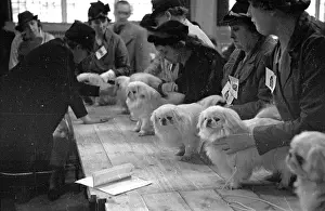Exhibitions And Displays Prints: White Pekes