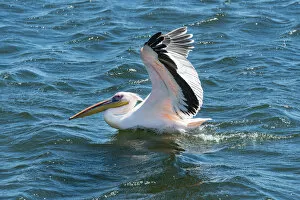 White Pelican -Pelecanus onocrotalus- in Walvis Bay, Erongo Region, Namibia