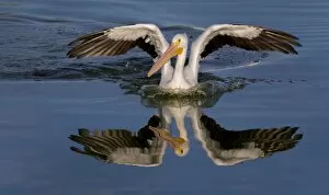 Images Dated 28th February 2016: White Pelican with Reflection