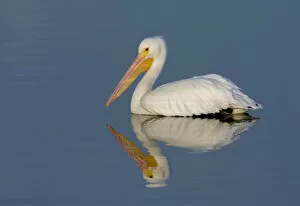 Images Dated 28th February 2016: White Pelican with Reflection