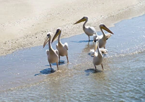 Images Dated 31st August 2012: White Pelicans -Pelecanus onocrotalus- in Walvis Bay, Namibia
