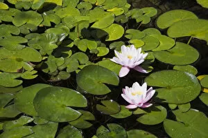 Two white and pink Water Lilies -Nymphaea- on the surface of a pond, Quebec Province, Canada