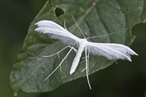 Images Dated 17th June 2011: White Plume Moth -Pterophorus pentadactyla-, Haren, Emsland region, Lower Saxony, Germany, Europe