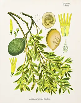 White Quebracho Chromolithography 1887
