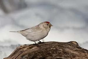 Images Dated 14th March 2011: White Redpoll