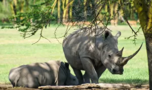 White Rhinoceros and Calf