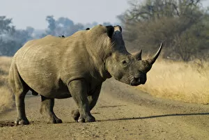 White Rhinoceros -Ceratotherium simum- with a Red-billed Oxpecker -Buphagus erythrorhynchus-, in the middle of a road