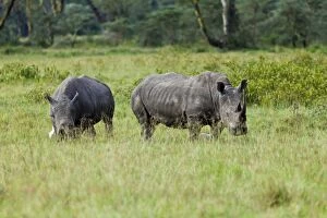 Images Dated 15th October 2011: White Rhinoceroses -Ceratotherium simum-, Lake Nakuru National Park, Kenya, East Africa