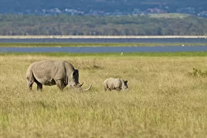 Images Dated 15th October 2011: White Rhinoceroses or Square-lipped Rhinoceroses -Ceratotherium simum-, adult with a calf