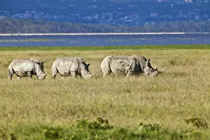 Images Dated 15th October 2011: Three White Rhinoceroses or Square-lipped Rhinoceroses -Ceratotherium simum-, adult animals