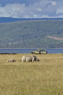 Jeep Safari Prints: White Rhinoceroses or Square-lipped Rhinoceroses -Ceratotherium simum