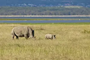 Eastern Africa Prints: White Rhinoceroses or Square-lipped Rhinoceroses -Ceratotherium simum