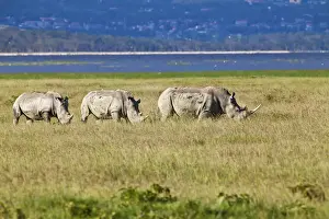 Prairie Prints: Three White Rhinoceroses or Square-lipped Rhinoceroses -Ceratotherium simum