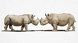 Safari Animals Gallery: Two White Rhinos (Ceratotherium simum) clashing horns, side view