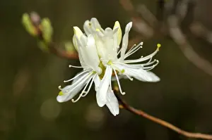 Asteridae Prints: White Rhodora (Rhododendron canadense Alba)