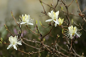Alba Collection: White Rhodora (Rhododendron canadense Alba)