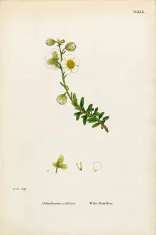 Images Dated 2nd February 2017: White Rock Rose, Helianthemum Polifolium, Victorian Botanical Illustration, 1863