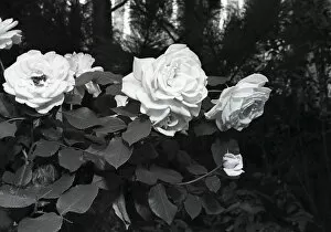 Images Dated 27th June 2008: White rose