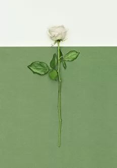 Images Dated 1st March 2013: White Rose