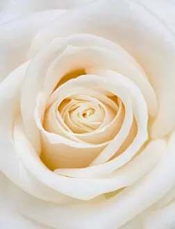 Images Dated 5th November 2009: White Rose