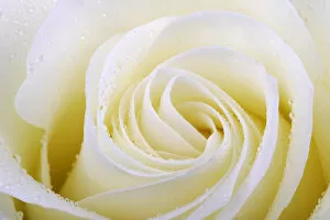 White rose -Rosa-, with dew drops, close-up