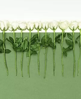 Images Dated 1st March 2013: White roses in a row