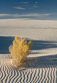 Images Dated 8th December 2013: White Sands National Monument scenic