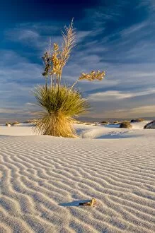 Images Dated 2nd December 2012: White Sands National Monument scenic