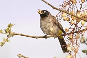 Images Dated 27th March 2013: White-spectacled Bulbul or Yellow-vented Bulbul -Pycnonotus xanthopygos- eating berries on a