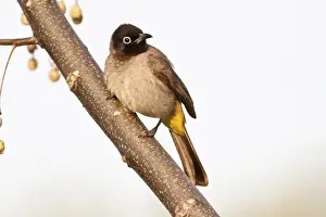 White-spectacled Bulbul or Yellow-vented Bulbul -Pycnonotus xanthopygos- on a branch, Antalya, Turkey