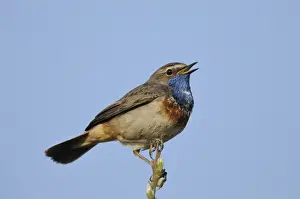 Muscicapidae Prints: White-spotted Bluethroat -Luscinia svecica cyanecula-