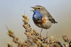 Muscicapidae Prints: White-spotted Bluethroat -Luscinia svecica cyanecula-
