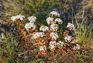 Succulent Plant Prints: White Stonecrop (Sedum album), Bavaria, Germany, Europe