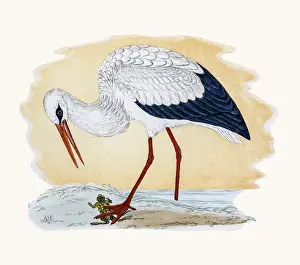 Prints of A photograph of an original hand-colored engraving from The History of British Birds by Morris published in 1853-1891 The History Of British Birds By Morris Prints: White Stork