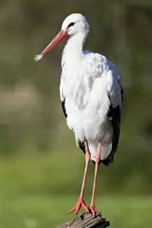 Ciconiiformes Prints: White Stork (Ciconia ciconia)