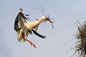 Nesting Site Prints: White Stork -Ciconia ciconia- approaching to land with nesting material