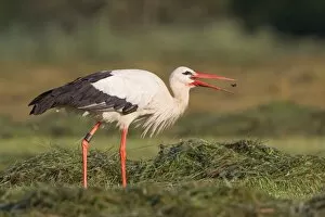 Images Dated 2nd July 2014: White Stork -Ciconia ciconia- with a captured beetle, North Hesse, Hesse, Germany