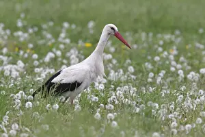 Oesterreich Prints: White Stork -Ciconia ciconia- in a dandelion meadow, Burgenland, Austria