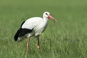 Images Dated 25th April 2013: White Stork -Ciconia ciconia- feeding on prey, Burgenland, Austria