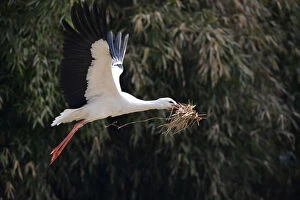 White Stork -Ciconia ciconia- in flight with nesting material, Stuttgart, Baden-Wuerttemberg, Germany, Europe