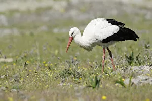 White Stork -Ciconia ciconia-, foraging