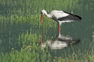 Images Dated 27th May 2013: White Stork -Ciconia ciconia- foraging for food, Lake Kerkini, Central Macedonia, Greece